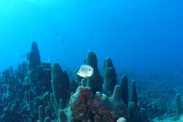 Diving in the Caribbean at the RMS Rhone, beautiful environment with beautiful animals, the ship...