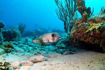 Diving in the Caribbean at the RMS Rhone, beautiful environment with beautiful animals, the ship sank 1867 at Salt Island and 123 people lost there lives, 
