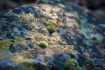 Moss on a rock in the autumn woodland of the Carso in Trieste Province, Friuli-Venezia Giulia, North East Italy
