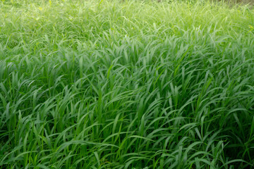 Beautiful tall green grass with sunlight,nature photography,grass flowing 