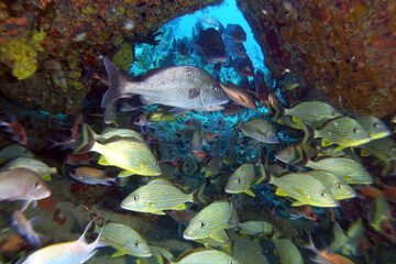 Diving in the Caribbean at the RMS Rhone, beautiful environment with beautiful animals, the ship sank 1867 at Salt Island and 123 people lost there lives, 