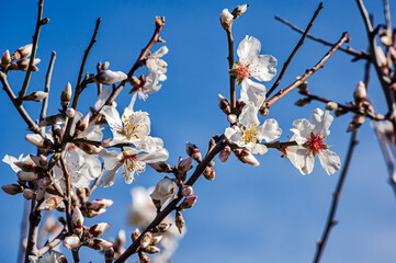 Almond Blossom Macro Photography, Flowered Almond Tree and Almond Blossom Branches with Selective Focus Countryside Sardinia