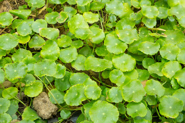 Centella asiatica