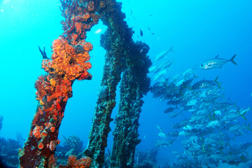 Diving in the Caribbean at the RMS Rhone, beautiful environment with beautiful animals, the ship sank 1867 at Salt Island and 123 people lost there lives, 