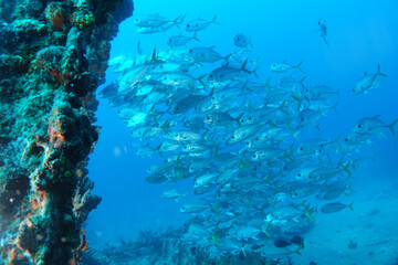 Diving in the Caribbean at the RMS Rhone, beautiful environment with beautiful animals, the ship sank 1867 at Salt Island and 123 people lost there lives, 