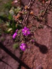 flores rosadas congando de la pared