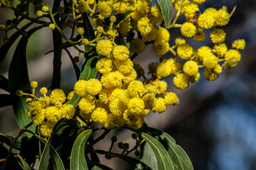 Yellow Acacia in Bloom Mimosa Macro Close-up Photography, Countryside of Sardinia