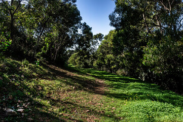 Walking in Nature, Walking on the grass, Surrounded by Acacia trees on a Wonderful Day in Sardinia