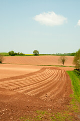 Fototapeta na wymiar Agricultural landscape with a field