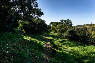 Walking in Nature, Walking on the grass, Surrounded by Acacia trees on a Wonderful Day in Sardinia