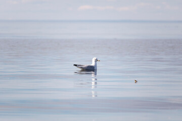 Gaspésie, Sainte-Flavie Québec