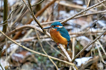 Common kingfisher (Alcedo atthis)