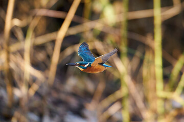 Common kingfisher (Alcedo atthis)