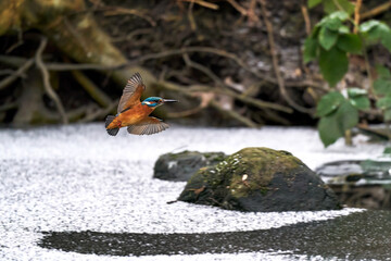 Common kingfisher (Alcedo atthis)