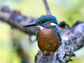 Common kingfisher (Alcedo atthis)