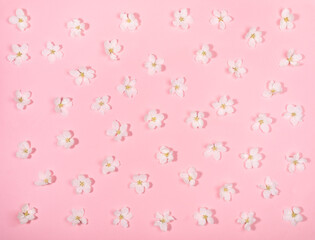 Festive floral background - top view pattern of white apple tree flowers laid out evenly on gentle pink backdrop.