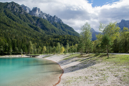 Green trees near body of water