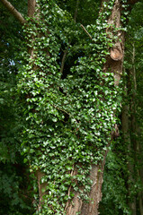 Ivy on the tree in the woods