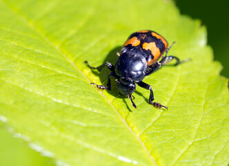 Common gravedigger beetle (Nicrophorus vespillo).
This name is given to him due to the fact that he is an orderly who destroys a large number of carrion.