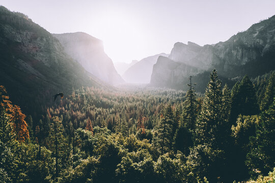 Green trees near mountain