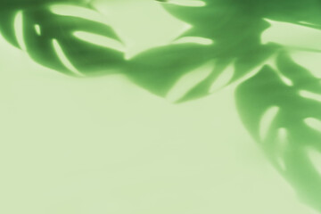 Obraz premium Shadow of tropical green leave on color background with copy space, Top view