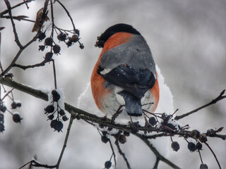 Bullfinches flew to our yard