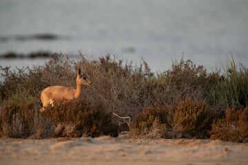 Arabian Rheem Gazelle at Hawar island of Bahrain