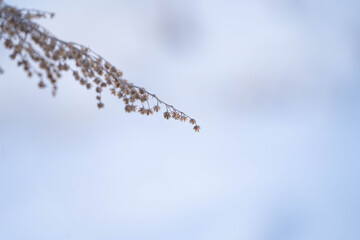 Obraz premium dried grass on a background of snow in winter