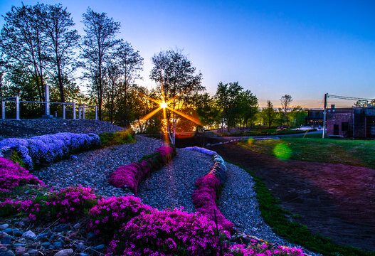 Flowery sunset