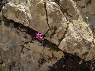 The first spring flowers - forest hyacinths - are in the forest.