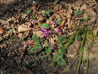 The first spring flowers - forest hyacinths - are in the forest.