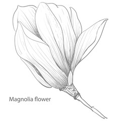 The elements Magnolia flower Hand drawing and sketch,line art on white backgrounds vector hand drawn botanical.vector magnolia for background,texture, wrapper pattern.
