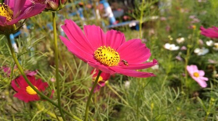 A Bee Is Busy To Collect Honey
