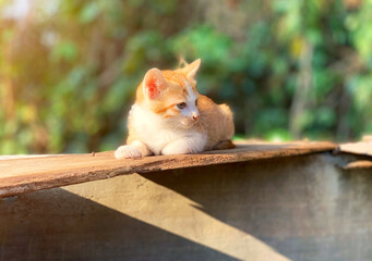 Cute little kitten orange sitting on wood outdoor