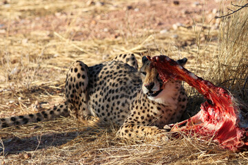 Naklejka na ściany i meble Cheetah eating prey - Namibia, Africa