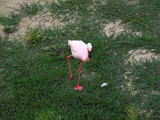 Flamingos in the zoo eating food