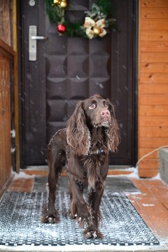 German spaniel dog bred standing near Christmas decorated door outdoor