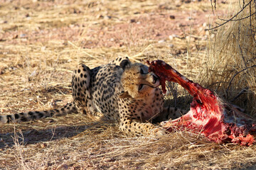 Cheetah eating prey - Namibia, Africa