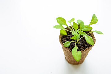 A young seedling in a peat pot on a white background. Copy space. Close up.