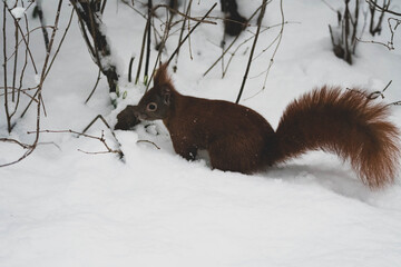 Eichhörnchen Winter Park V