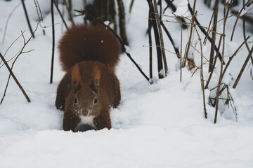 Eichhörnchen Winter Park IV - obrazy, fototapety, plakaty