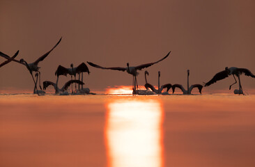 Greater Flamingos takeoff at Asker coast with dramatic reflection of sunlight, Bahrain