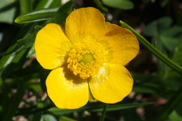 Scharfer Hahnenfuß, Ranunculus acris. Seiser Alm, Südtirol.