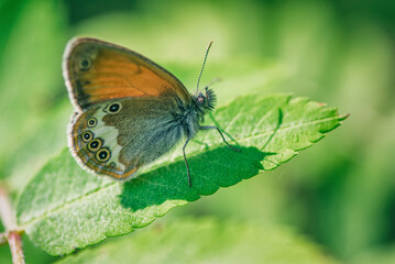 A butterfly sits on a tree leaf, close-up.