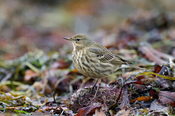 Eurasian rock pipit (Anthus petrosus)