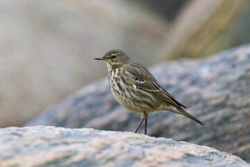 Eurasian rock pipit (Anthus petrosus)