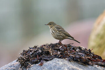 Eurasian rock pipit (Anthus petrosus)