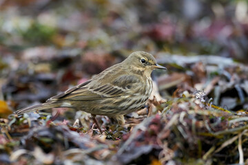 Eurasian rock pipit (Anthus petrosus)