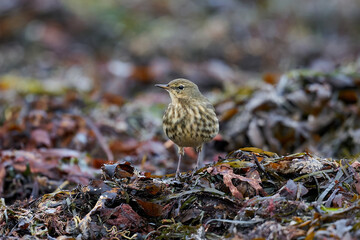 Eurasian rock pipit (Anthus petrosus)