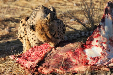 Cheetah eating prey - Namibia, Africa